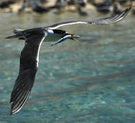 Greater Crested Tern