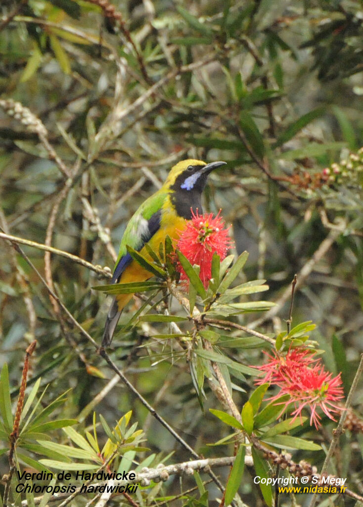 Orange-bellied Leafbird