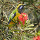 Verdin de Hardwick