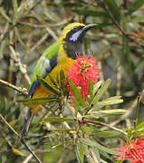 Orange-bellied Leafbird