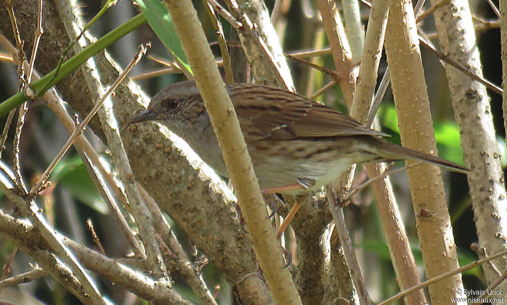 Dunnock