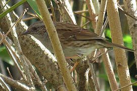 Dunnock