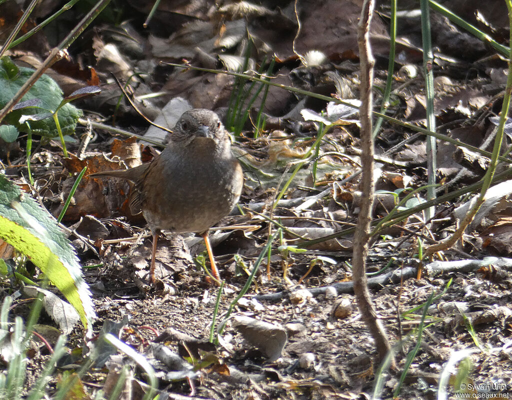 Dunnock