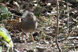 Dunnock