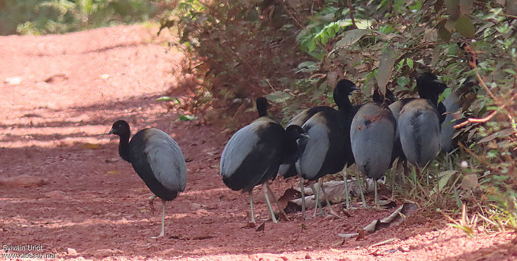 Grey-winged Trumpeteradult, identification