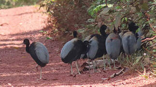 Grey-winged Trumpeter