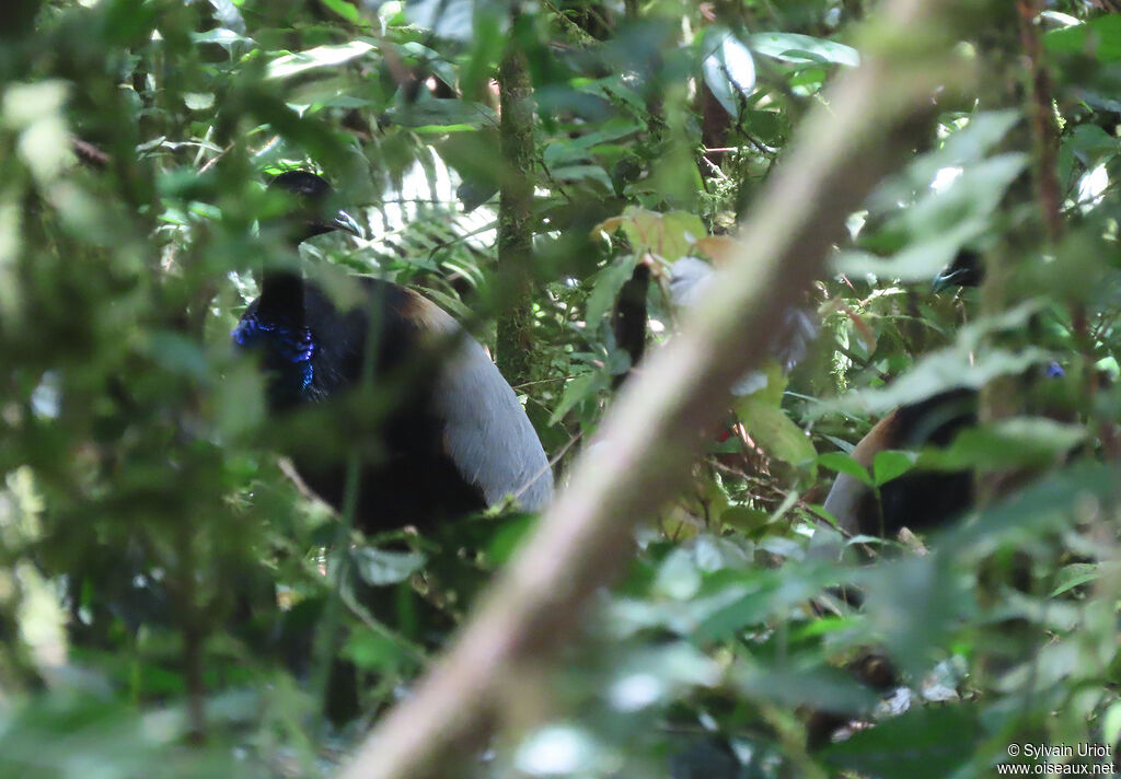 Grey-winged Trumpeteradult