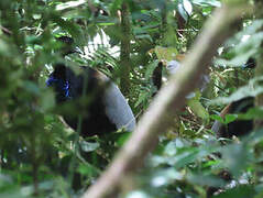 Grey-winged Trumpeter