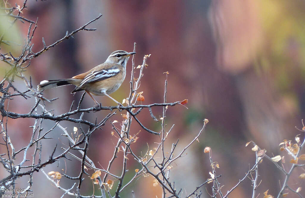 White-browed Scrub Robinadult, habitat, pigmentation