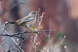 White-browed Scrub Robin