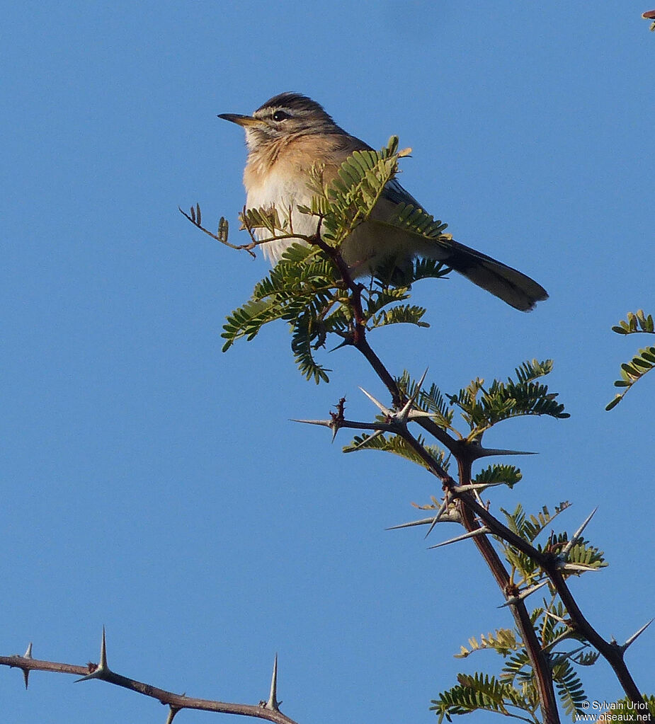 White-browed Scrub Robin