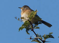 White-browed Scrub Robin