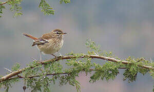 White-browed Scrub Robin