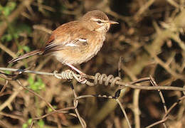 White-browed Scrub Robin