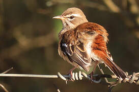 White-browed Scrub Robin