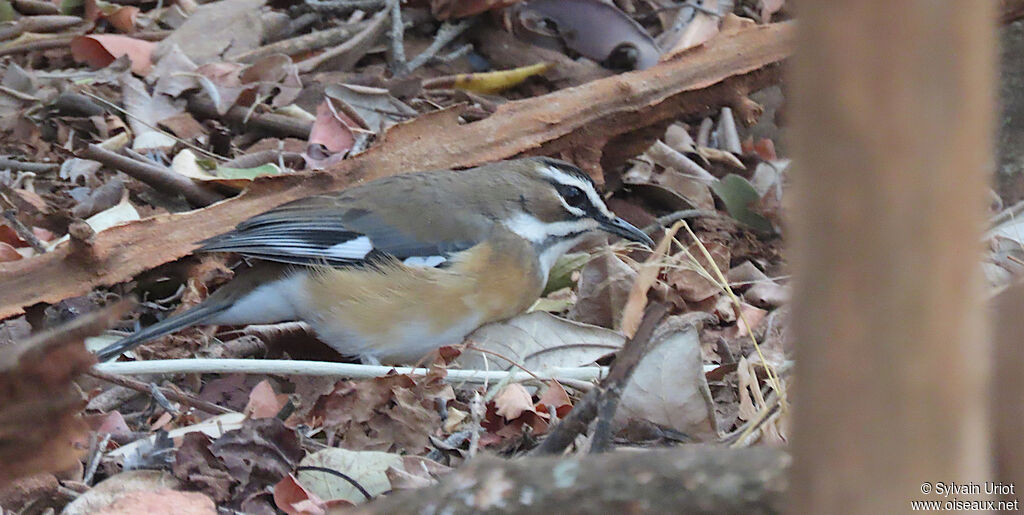 Bearded Scrub Robinadult