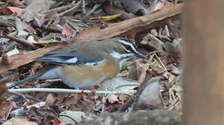 Bearded Scrub Robin