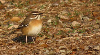 Bearded Scrub Robin