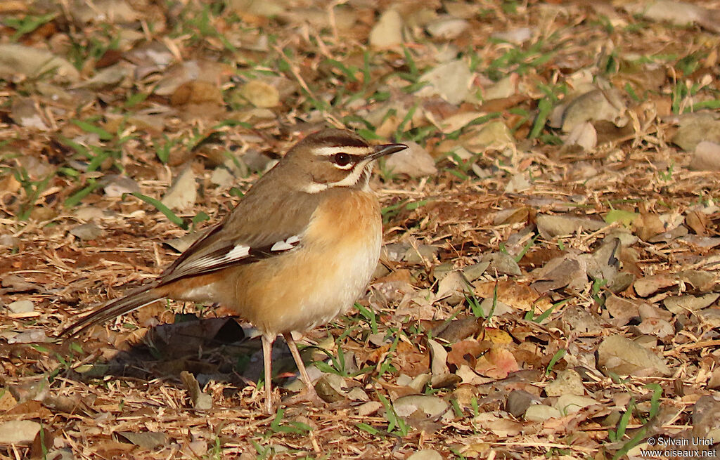 Bearded Scrub Robinadult