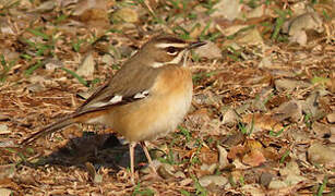 Bearded Scrub Robin