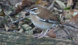 Brown Scrub Robin