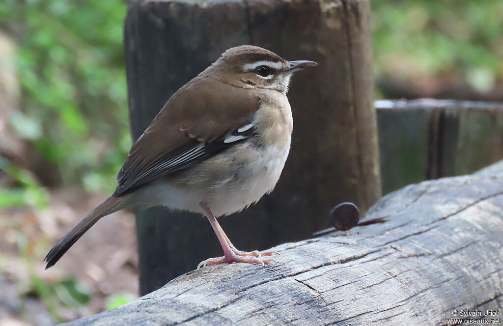 Brown Scrub RobinFirst year