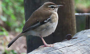 Brown Scrub Robin