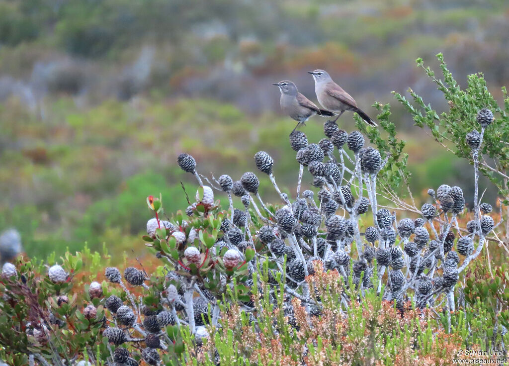 Agrobate coryphéeadulte