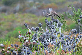 Karoo Scrub Robin