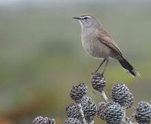 Karoo Scrub Robin