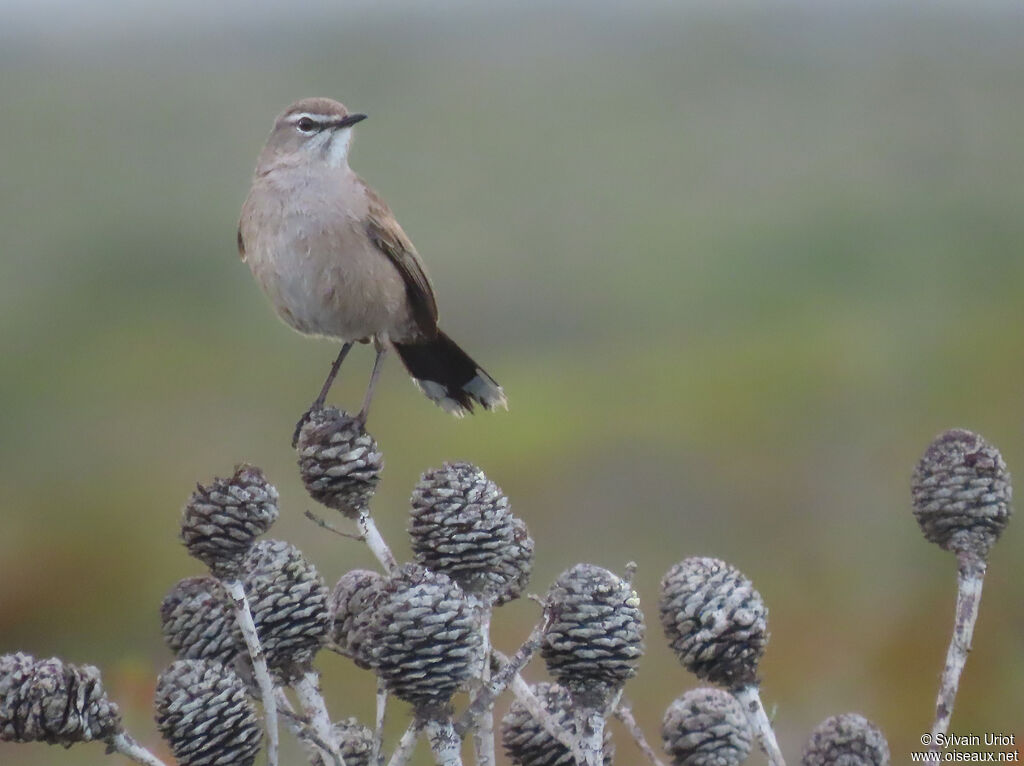 Agrobate coryphéeadulte