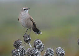 Karoo Scrub Robin