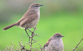 Karoo Scrub Robin