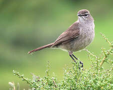 Karoo Scrub Robin