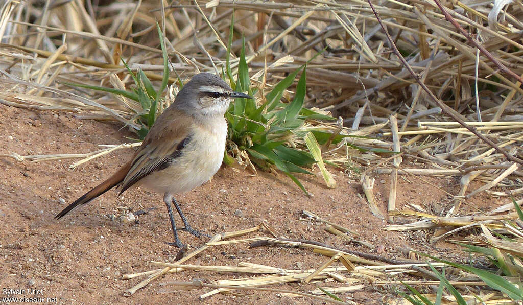 Kalahari Scrub Robinadult, identification