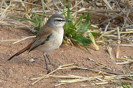 Kalahari Scrub Robin