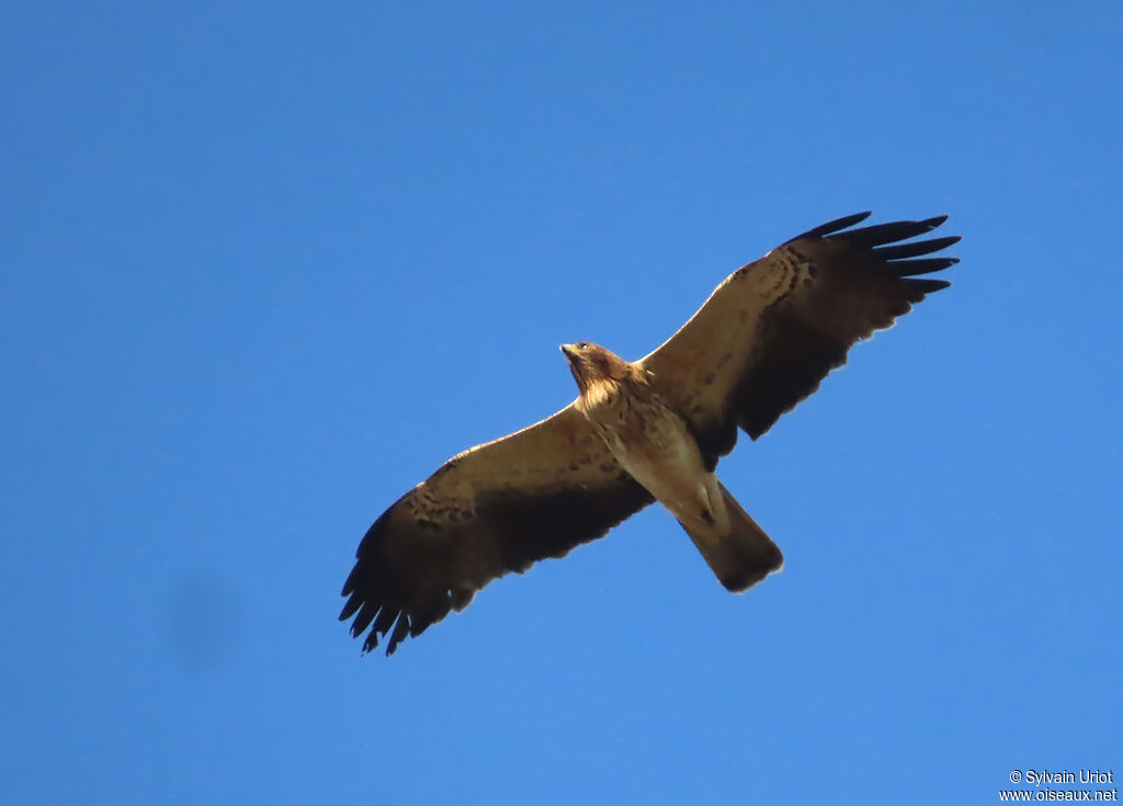 Aigle botté adulte