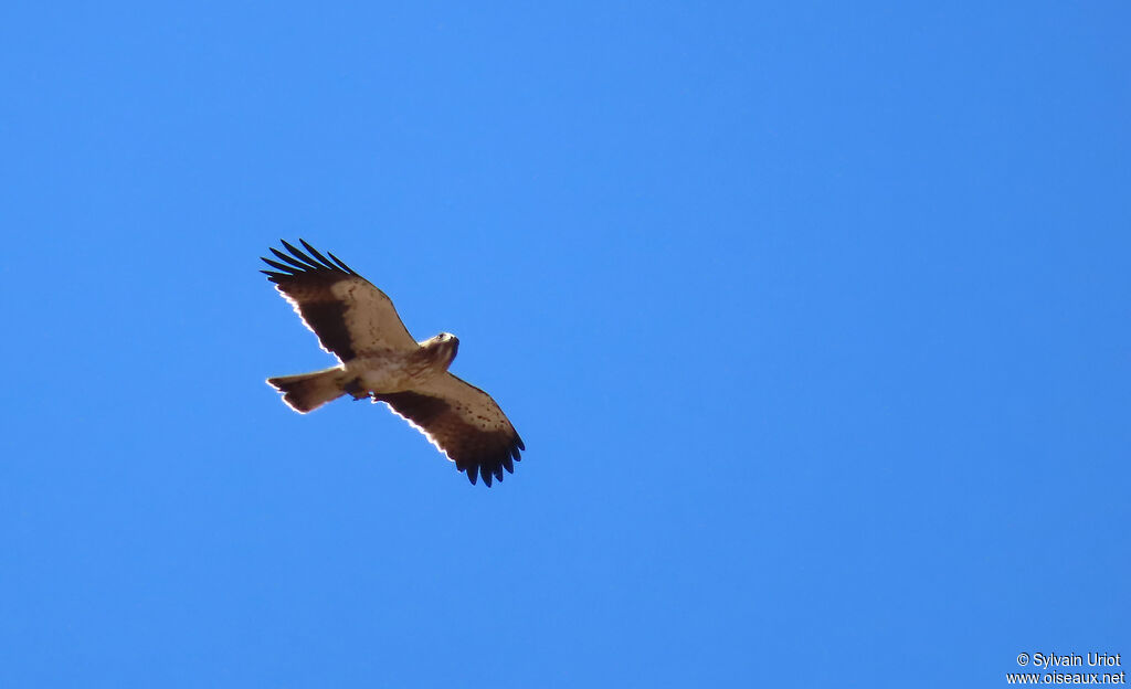 Aigle botté adulte