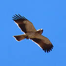 Aigle botté