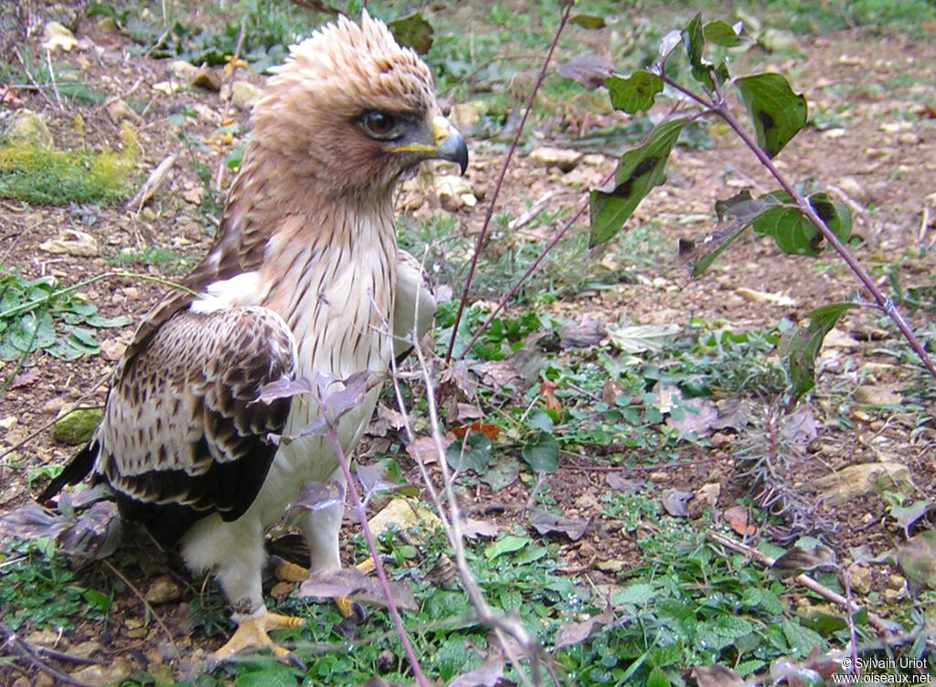 Aigle bottéadulte