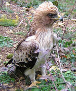 Booted Eagle