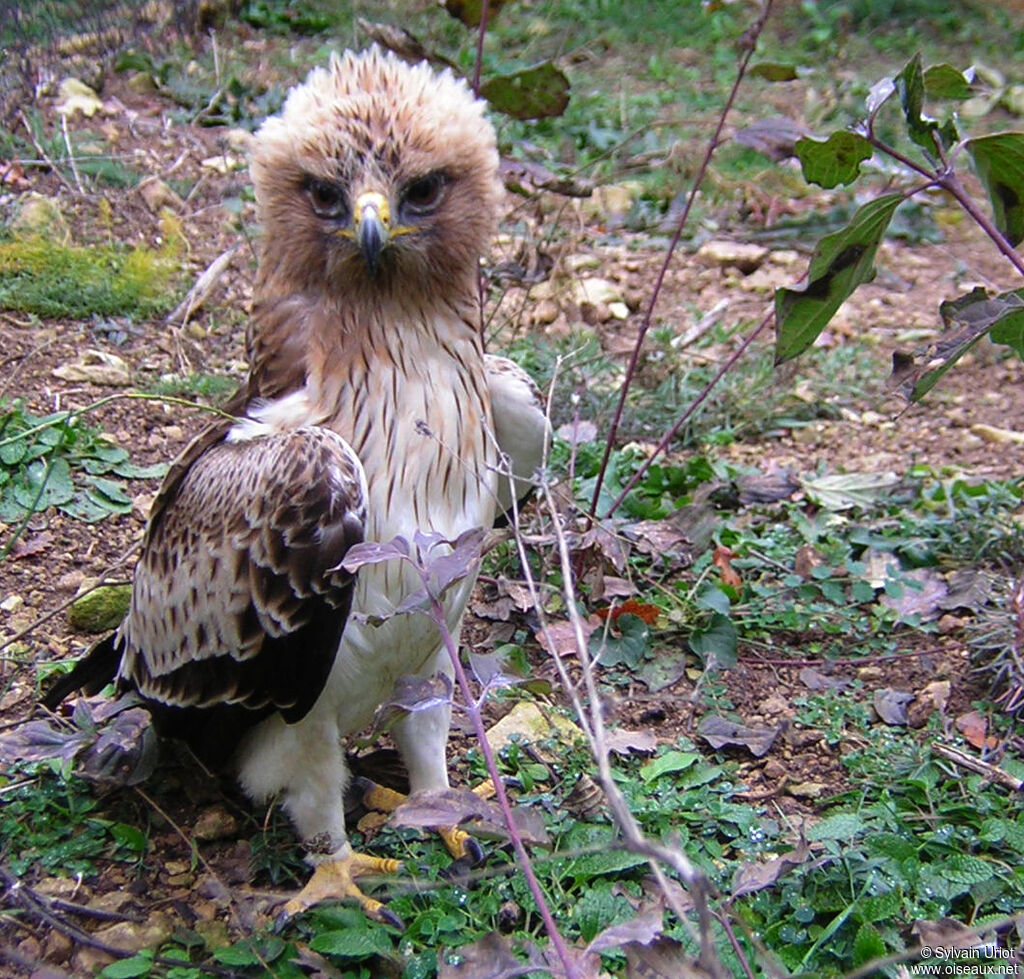 Aigle bottéadulte