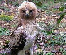 Booted Eagle