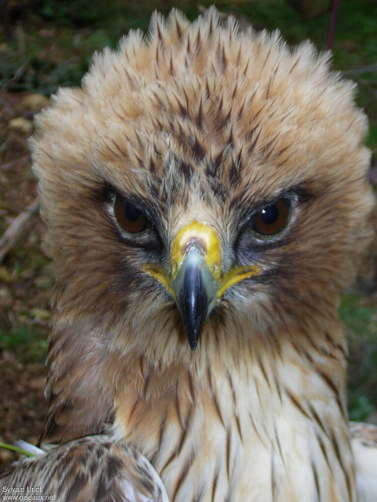 Aigle bottéadulte, portrait