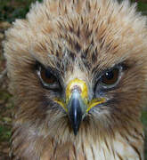 Booted Eagle