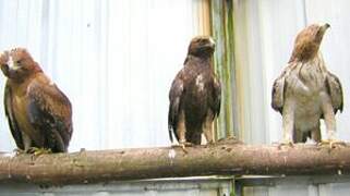 Booted Eagle