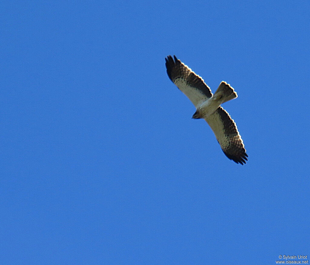 Aigle bottéadulte