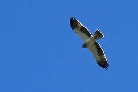 Booted Eagle