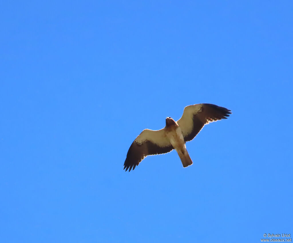 Aigle botté adulte