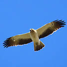 Aigle botté